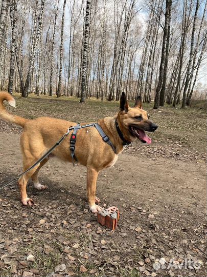 Собака Красавица Вася из приюта