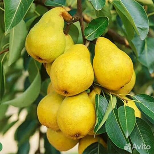 Саженцы Груша колоновидная Сапфира