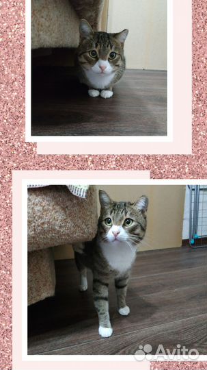 Очень симпатичный котик в поисках семьи