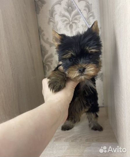 Йоркширский терьер