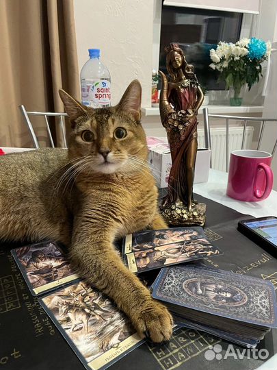 Кот вязка бесплатно
