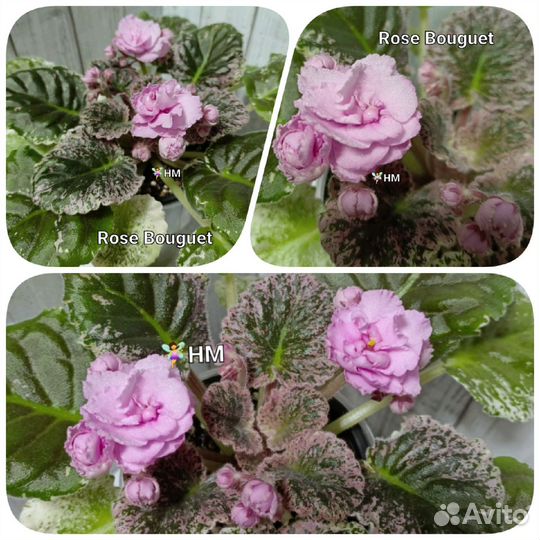 Сортовые фиалки