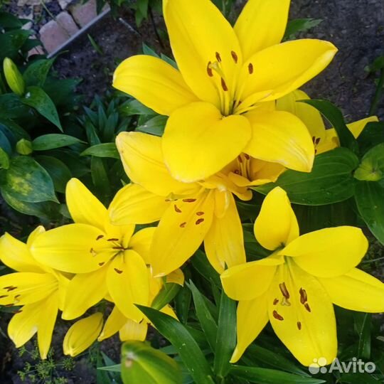 Лилия садовая