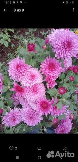 Хризантемы