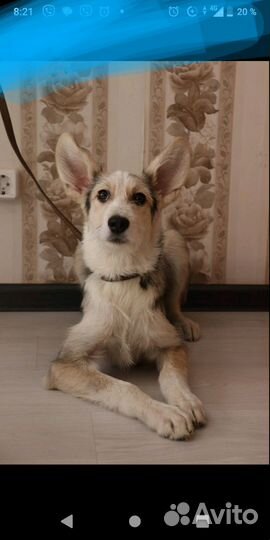 Щенки подростки пришлю видео