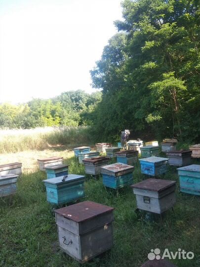 Мед цветочный разнотравье