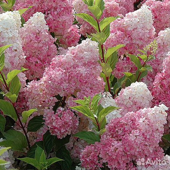 Гортензии метельчатые, новинки (апрель-май)