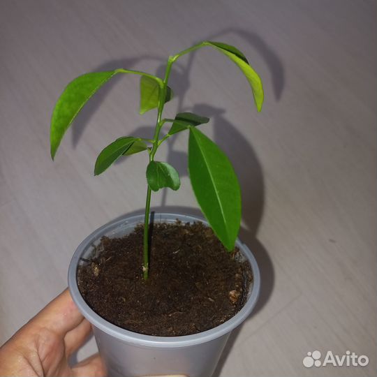 Продам цветы комнатные