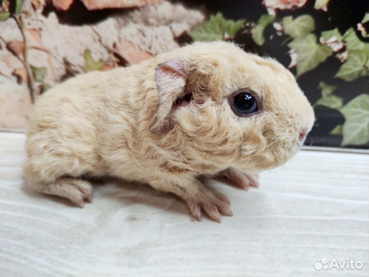 Морские свинки Американские Тедди(на бронирование)