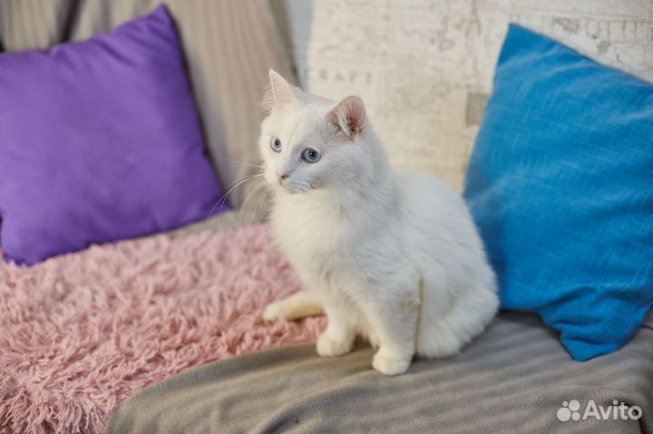 Особенный кот Беломор ищет особенных людей