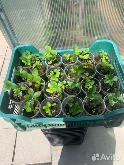 Морозник желтый