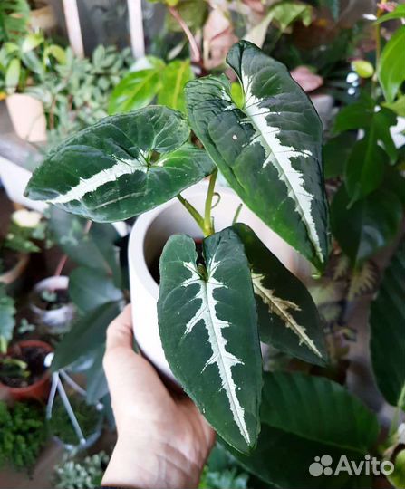 Сингониум вендланда