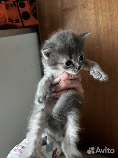 Отдам котят даром