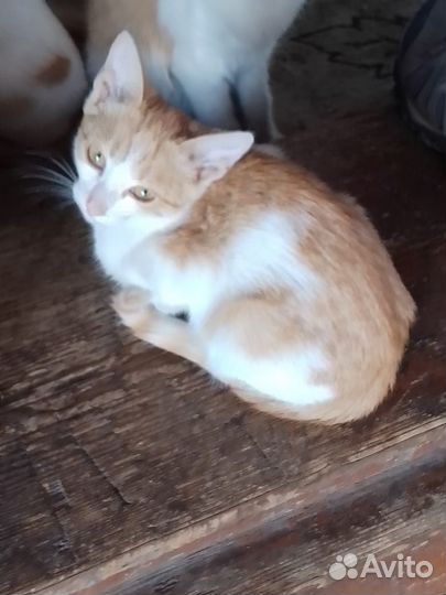 Отдам котят