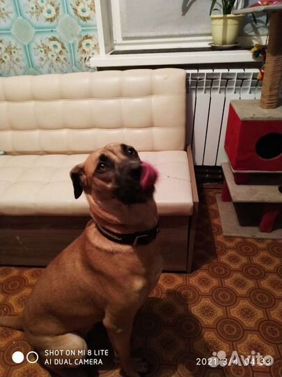 Передержка животных