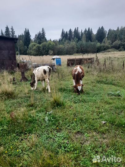 Телята бычки