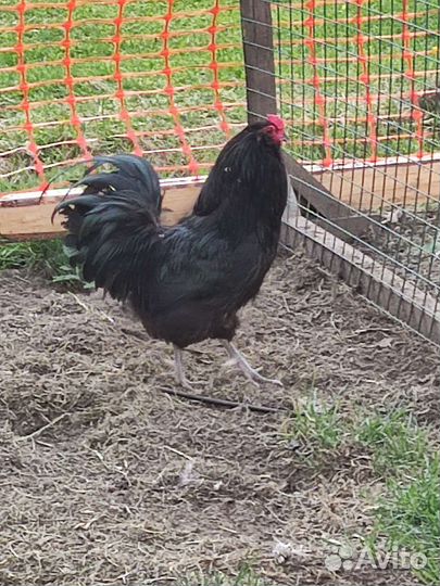 Петухи Амераукана, Пушкинские