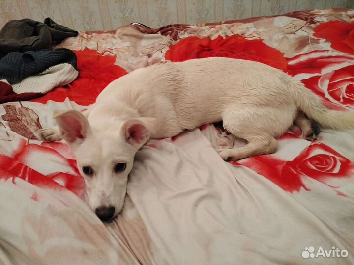 Шлейка для собаки s