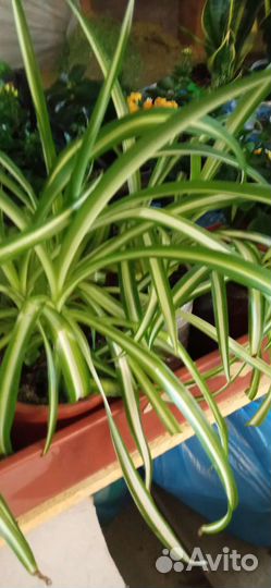 Цветы в горшках, комнатные