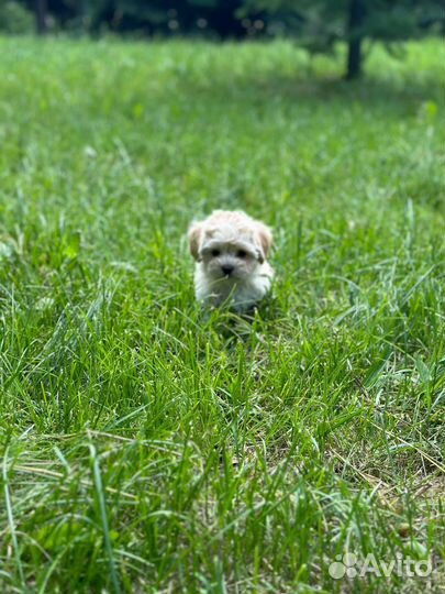 Щенки мальтипу