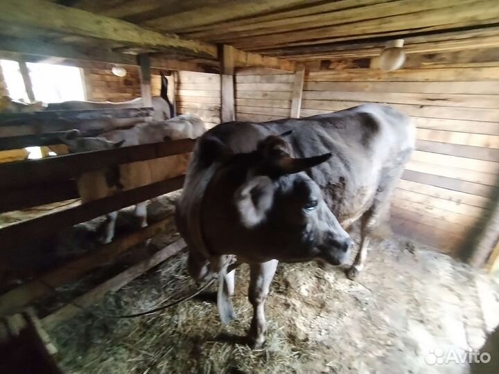 Телка стельная