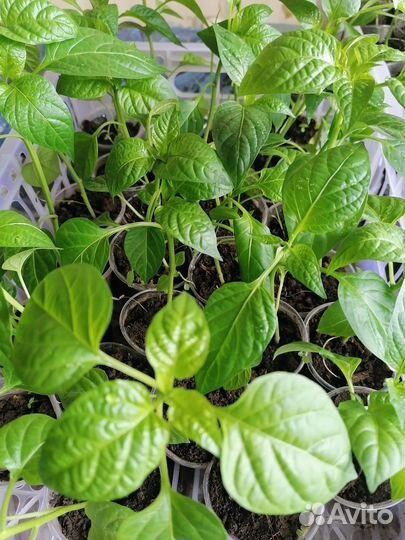 Рассада перцев острых чили