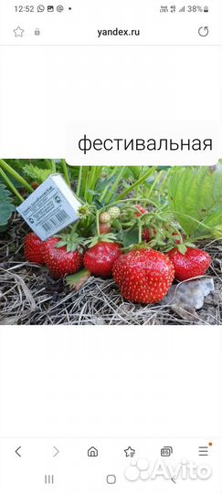 Рассада клубники