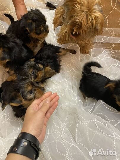 Йоркширский терьер щенки