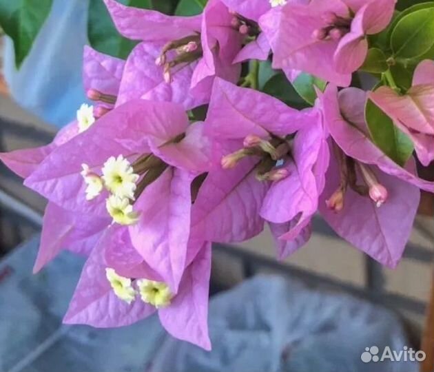 Нет пока в продаже. Бугенвилии