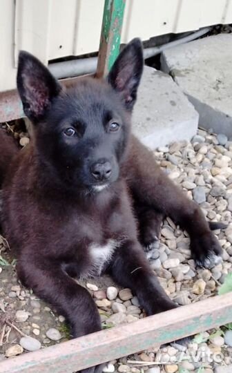 Щенок девочка метис лайки