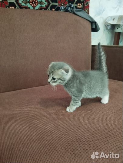 Котята в добрые руки бесплатно