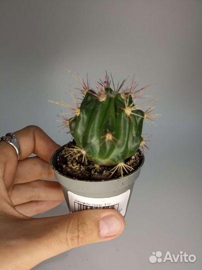 Суккуленты