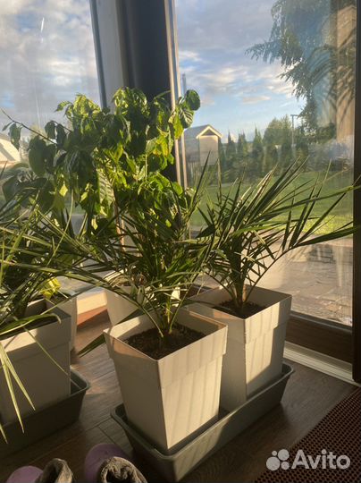 Пальма финиковая возраст 2 года