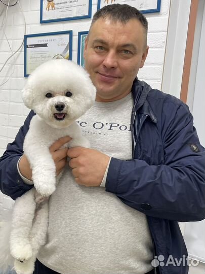 Бишон фризе вязка