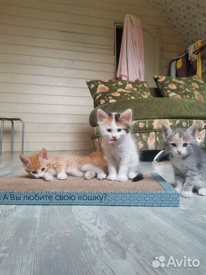 Котята в добрые руки