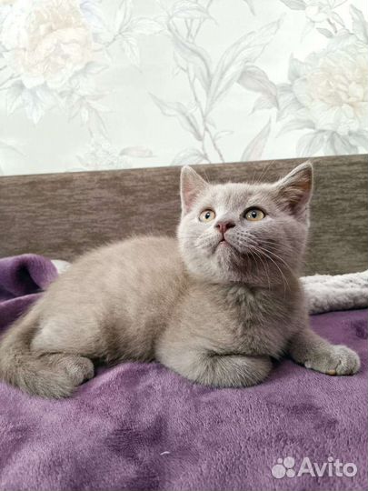Британские котята