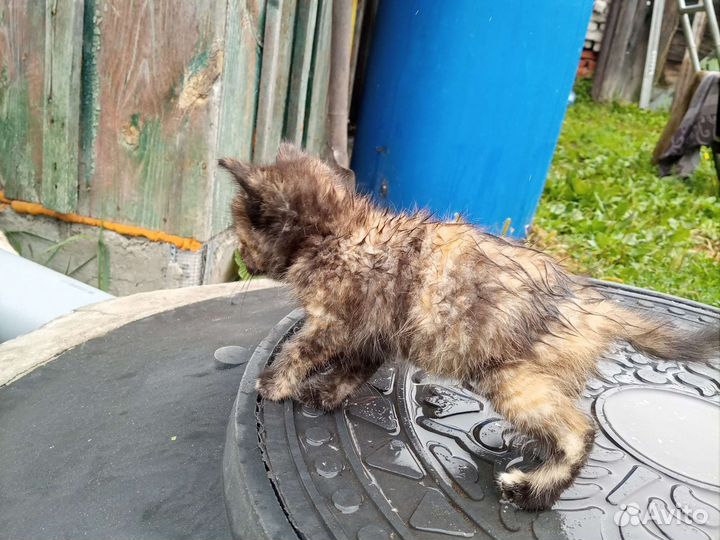 Котята в добрые руки бесплатно