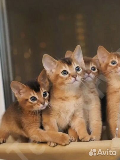 Гамак для кошек на окно