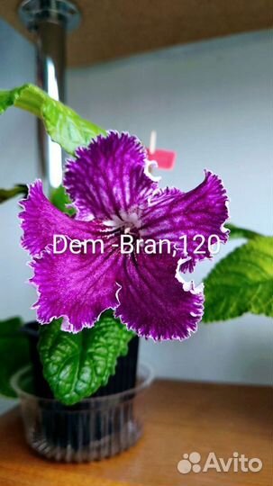 Стрептокарпус