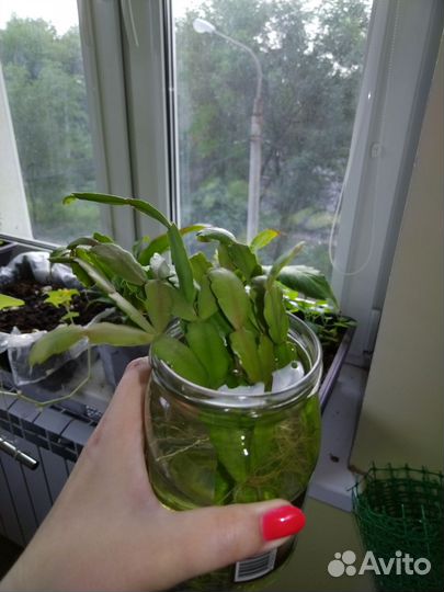 Алоэ, каланхоэ, декабрист, роза