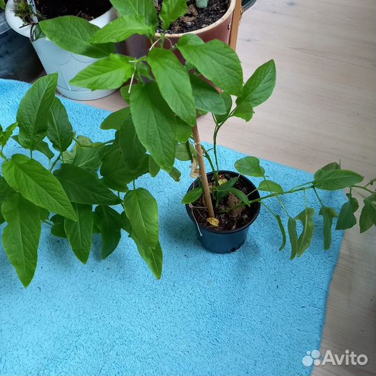 Пепино дынная груша укорененный черенок экзотика