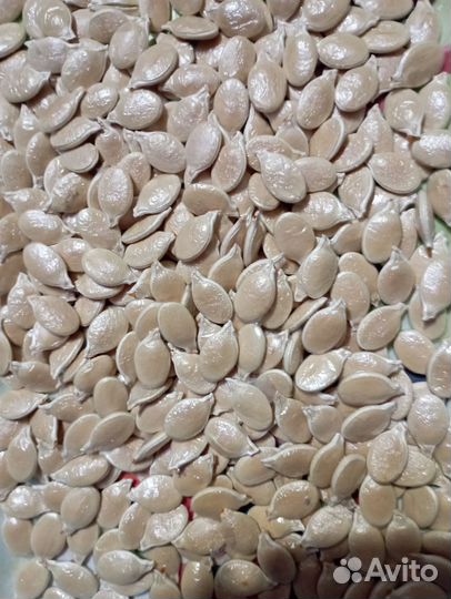 Семена тыквы