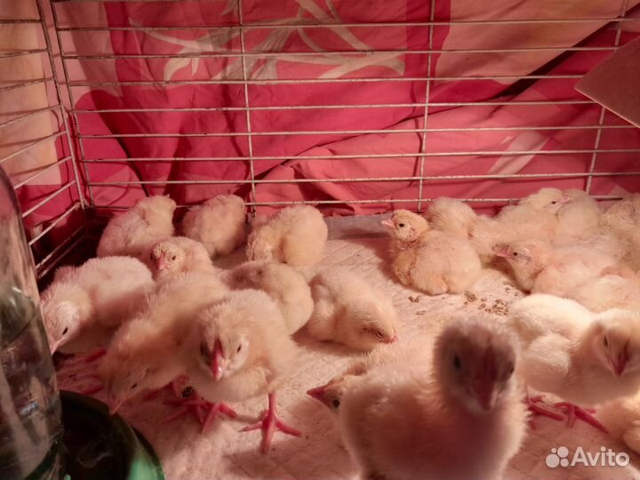 Цыплята бройлеры кобб 500