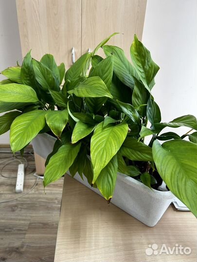 Спатифиллум