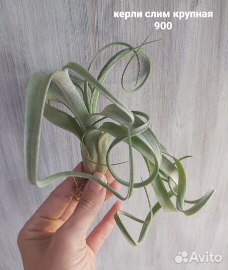 Тилландсии атмосферные