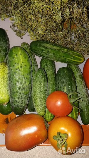 Свежие помидоры, баклажаны