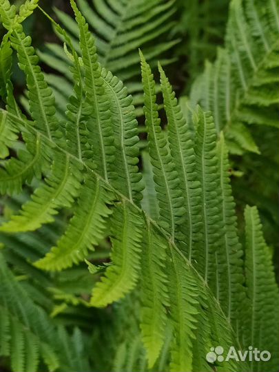 Папоротник ландшафтный дизайн