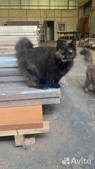 Кошка ищет дом