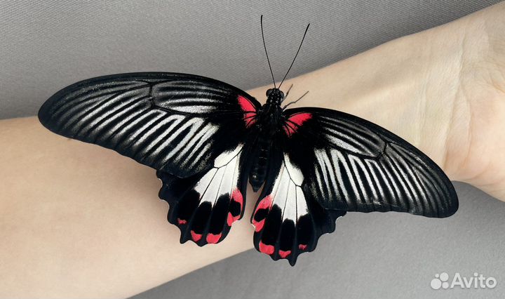 Мини ферма с тропическими куколками бабочек