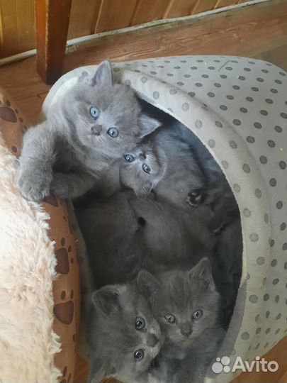 Британская